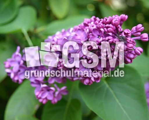 Flieder-1.jpg